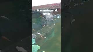 anak ikan