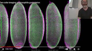 BCS_2024_Patterning dell'asse antero-posteriore in Drosophila_Intro