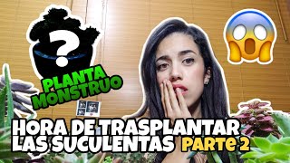 TRASPLANTANDO SUCULENTAS y planta "MONSTRUO" (Parte 2) | PEPPITA