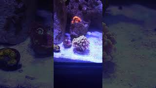 Innovative Marine Nuvo 15 update #reef #coral #fish #aquarium #shorts #shortvideo