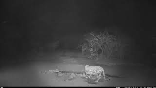 14 September 2024 leopard