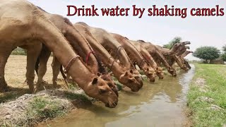 Desert camels are enjoying in rain water !! Tharparkar kay Ounth !! Camel !! جمل الصحراء