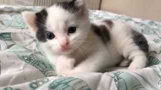 To Take Your Minds Off The Constant Barrage Of Bad News Here's 3 Week Old Cute Kitten Humphrey