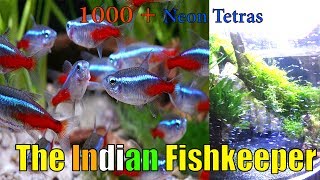 1000+ Neon Tetra in a Tank | The Indian Fishkeeper