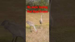 Beautiful Red Head Cranes in Tampa, Florida #shorts #shortvideo