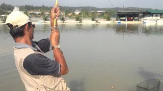 Chao Phraya Catfish on Fly (Natural Exotic Rawang)