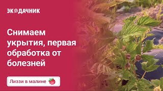 Малина под укрытием и без укрытия, первая профилактическая обработка от болезней