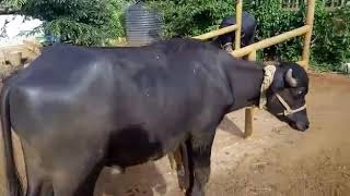 Murrah buffalo male(pothu) for sale in Coimbatore