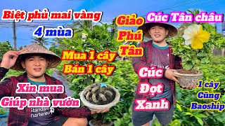 29-9☎️0348864584 gặp Thái🌲Giao Lưu mai vàng Giảo Phú Tân -Cúc đọt xanh-Cúc Tân châu 1 cây Baoship🌲