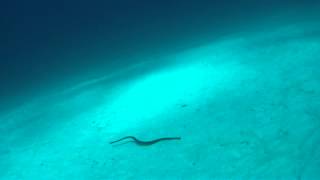 Sea snake