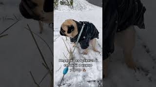 Первый день с собакой и год спустя #shorts #pug #мопс