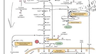 Biochemistry prerequisite for medical school