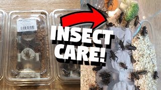 Feeder Insect Care And Setup