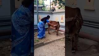 Govatsa Dwadashi like,share,subscribe #govatsa #dwadashi #govatsadwadashi #cow #gomatapooja #gomata