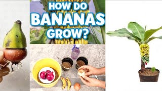 How to Grow Banana at home with onion / gr me kela kasy ugayn pyaz ki madad se #vegetables #banana