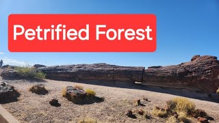 Live from the Petrified Forest