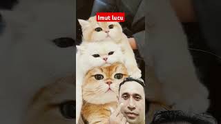 #cat #kucinglucu #kucingorenlucu #kucingkakipendek #catlover