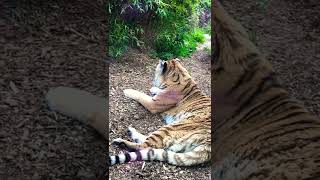 Tiger 🐅 #suscribe #viral #trending #fyp #fyp #wow #shorts #shorts #amazing #fypシ