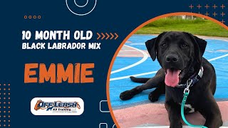 Black Lab Mix, 10 m/o, “Emmie” | Amazing Black Lab Training | Off Leash K9 Spokane