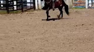 VENDO CABALLO TROCHADOR