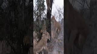 The Mhangene pride steals a kill from a leopard#animals #wildlife #lion #bestvideo #vairl