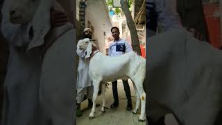 big size sojat bakra