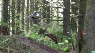 shredin an epic forest on the Oregon Coast