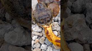 Scariest fish in the ocean eats banana! 🤷🏻‍♂️ #shorts #viral #fishing