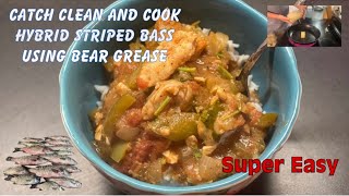 Hybrid Striped Bass Catch Clean and Cook using rendered bear grease to cook with.