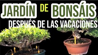 Jardín de Bonsáis después del Verano