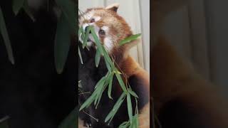 red panda eating plant 🌿 🍃