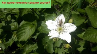 Как цветет ежевика средних сортов? Часть 2