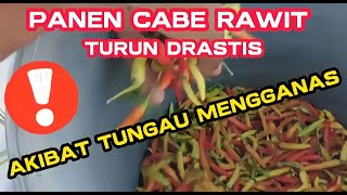 Part 15 : Panen Cabe Rawit Lokal Turun Drastis Akibat Serangan TUNGAU Tak Terkendali