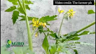 CONTAINER FARMING: TOMATO 🍅