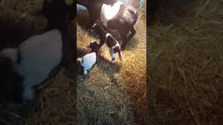 My 4 day old baby goats #short