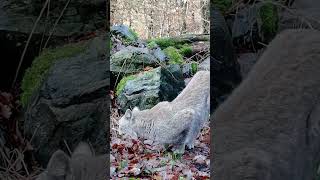 Linces selvagens em ação: vídeo incrível mostra a vida na natureza - O Brasil é o Bicho - #