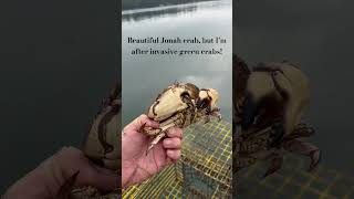 Jonah crab