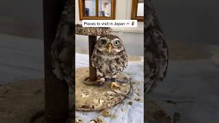 I Went to the Crazy Owl Cafe in Japan