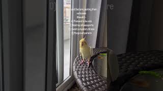 What should I do??✨✨#cockatiel #attentionseeker #shorts