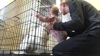 HEARTWARMING~ Young Golden Retriever Meets A Baby for the First Time - Boise, Idaho