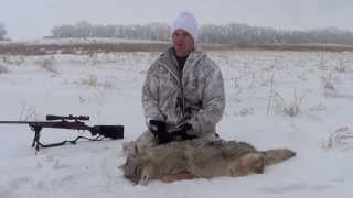 Three Coyote Kills 2013 - 701 Outdoors