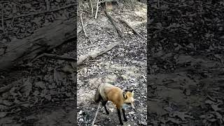 Young fox notices the camera and is not impressed. 😂 #trailcam #trailcamera #fox #backyard #oklahoma