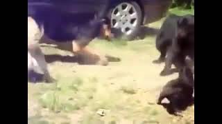 Cachorro juiz e auxiliares separando treta dos gatos