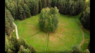 Павловский парк. Круг белых берез