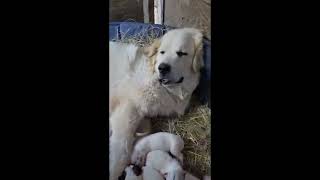 bella given birth to so many pets | so many newborn pets | new born pets with mom