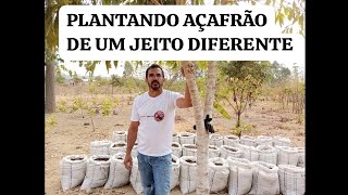 NOSSA PLANTAÇÃO DE AÇAFRÃO.