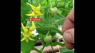 ये टिप्स फॉलो करें और पाएं ढेर सारे लाल-लाल टमाटर#music#tamatar#gardening#shortsfeed#bts#kpop#foryou