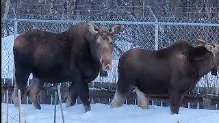 Mama moose,daughter moose came into my garden. 모녀  무스가 정원에 들어와서 신나게 먹고있어요!