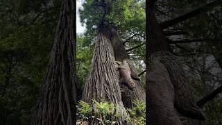 Trees of Mystery #treesofmystery #redwoods #treesofinstagram #arboles #norcal #californiatrees #