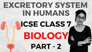 Excretory System in Humans | ICSE CLASS 7 Biology | Part - 2